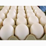 Яйцо куриное оптом напрямую от производителя