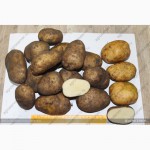Картофель оптом из Чувашии 6, 5 руб/кг