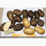 Картофель оптом из Чувашии 6, 5 руб/кг