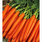 Купим качественную морковь