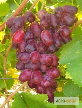 Фото 2. Саженцы и черенки винограда почтой по всем регионам