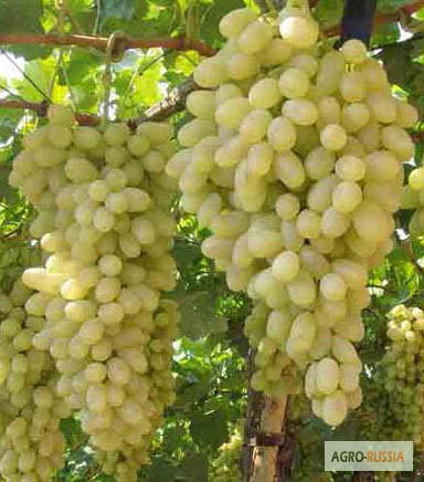 Фото 3. Саженцы и черенки винограда почтой по всем регионам