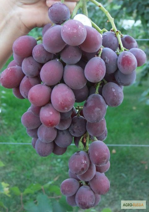 Фото 4. Саженцы и черенки винограда почтой по всем регионам