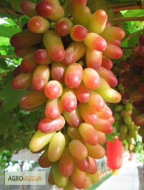 Фото 5. Саженцы и черенки винограда почтой по всем регионам