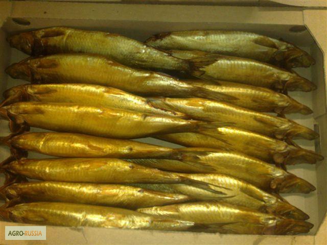 Фото 6. Рыба морская холодного копчения от производителя/ от 130 р/кг