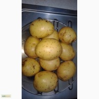 Отличный картофель в Туле
