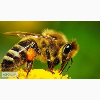 Пчёлы Карпатка