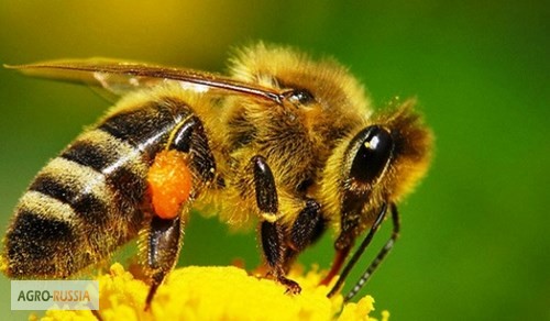 Пчёлы Карпатка