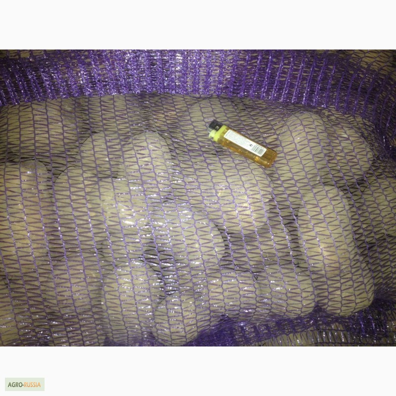 Фото 2. Картофель оптом от 20 тонн. Брянская область. Навля, Стародуб