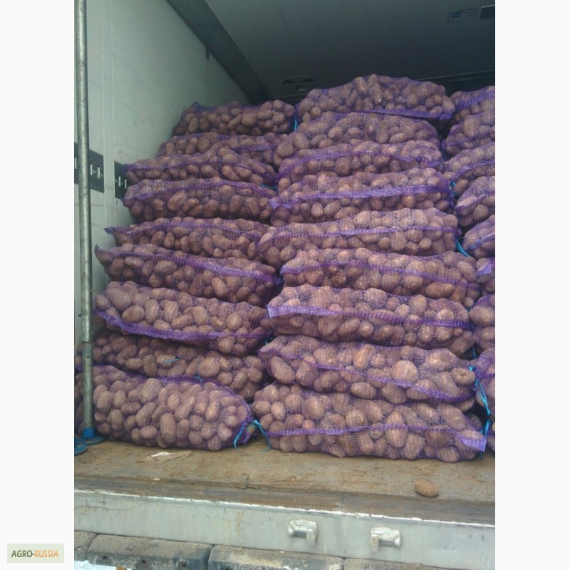 Фото 3. Картофель оптом от 20 тонн. Брянская область. Навля, Стародуб