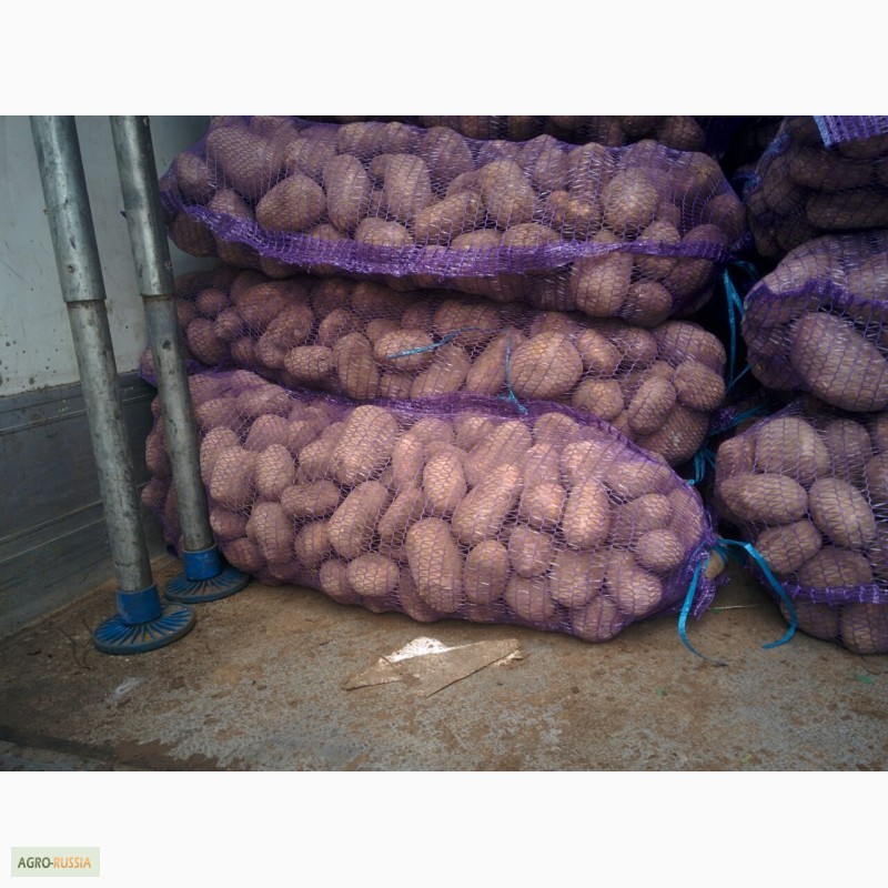 Фото 4. Картофель оптом от 20 тонн. Брянская область. Навля, Стародуб