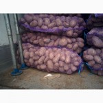 Картофель оптом от 20 тонн. Брянская область. Навля, Стародуб