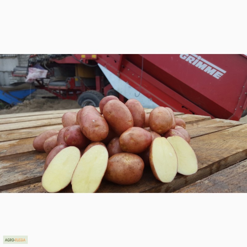 Фото 3. Продам семенной картофель