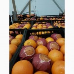 Апельсин оптом от производителя