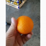 Апельсин оптом от производителя