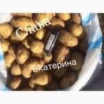 Картофель Много сортов