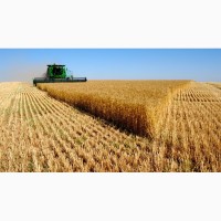 Продается действующее фермерское хозяйство в Белгородской области – 55 000 000 рублей