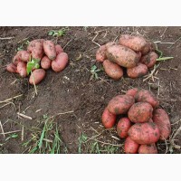 Картофель оптом. на прямую от фермеров г.Тольятти