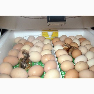 Цыплята кохинхин и помесные, инкубационные яйца