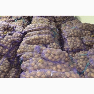 Продам продовольственный картофель, сорт Венета, Гала