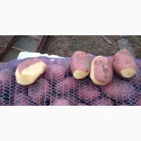 Картофель АЛЬВАРА 5+ сетевого качества напрямую от производителя
