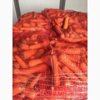 Продам морковь оптом