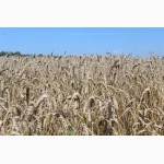 Пшеница продовольственная (2-3 класс) с протеином 12, 5% - на экспорт