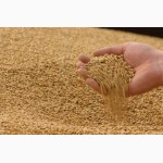 Пшеница продовольственная (2-3 класс) с протеином 12, 5% - на экспорт
