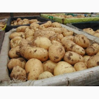 Оптовая продажа картофеля со склада фермерского хозяйства