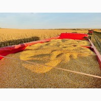 Зерно кукурузы на корм