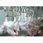 Предлагаем прямые поставки цыпленка замороженного в разделке производство Турция