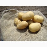 Продаем Семенной картофель Аврора второе размножение