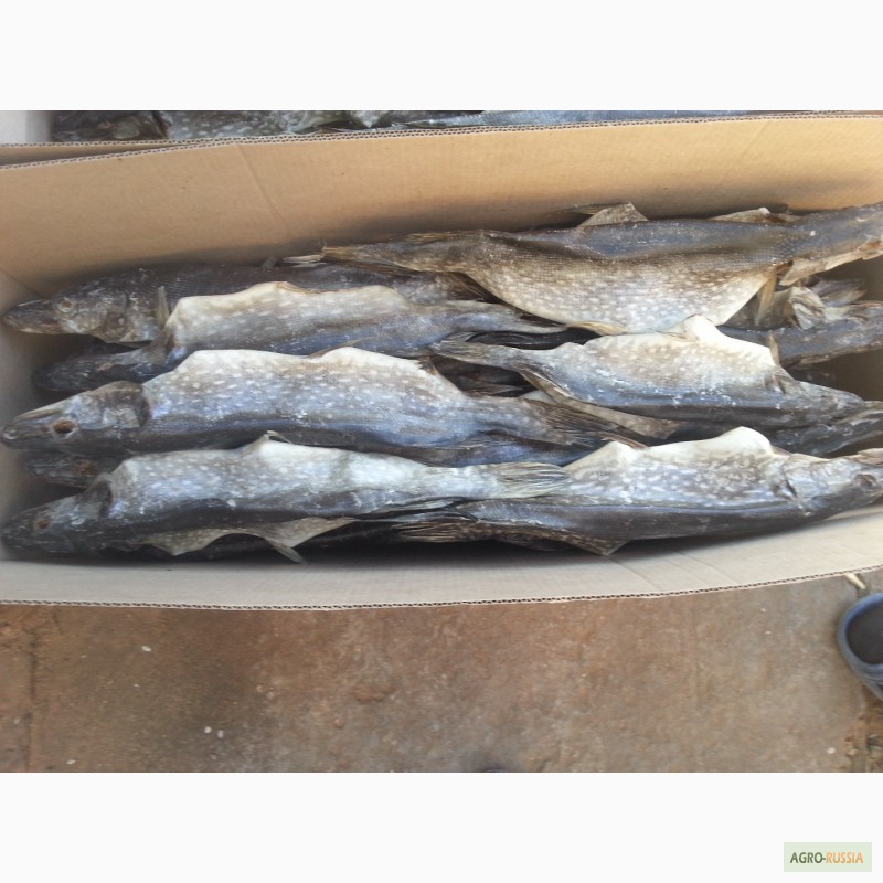 Фото 8. Рыба речная вяленая от производителя/ от 125 р/кг