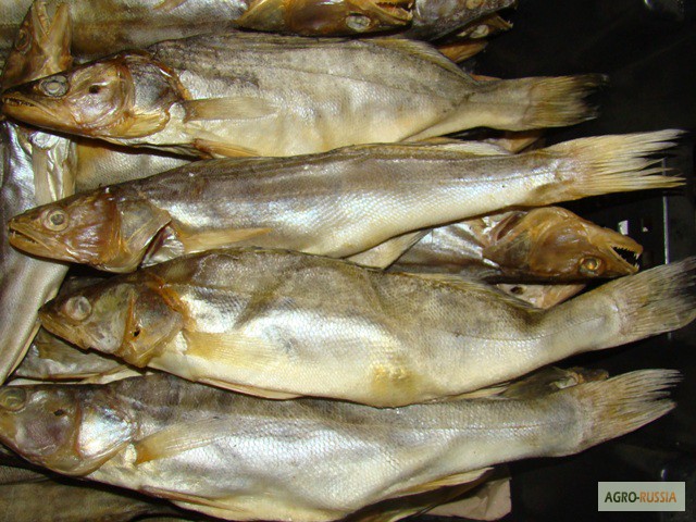 Фото 6. Рыба речная вяленая от производителя/ от 125 р/кг