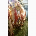 Продаем мясо говядины в полутушах оптом от производителя