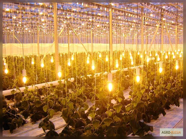 Фото 3. Тепличные cветильники ЖСП для растений, фито лампы для растений ДНаЗ, ДНАТ