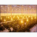 Тепличные cветильники ЖСП для растений, фито лампы для растений ДНаЗ, ДНАТ