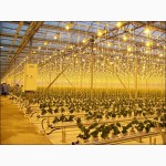 Тепличные cветильники ЖСП для растений, фито лампы для растений ДНаЗ, ДНАТ