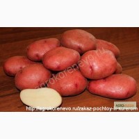 Магазин семенного картофеля. Оптовые и розничные поставки семя картофеля