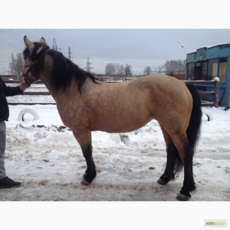 Продам лошадь Эстонский клеппер