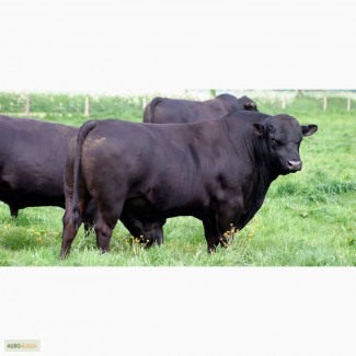 Продам молодняк бычков КРС абердин-ангусской породы