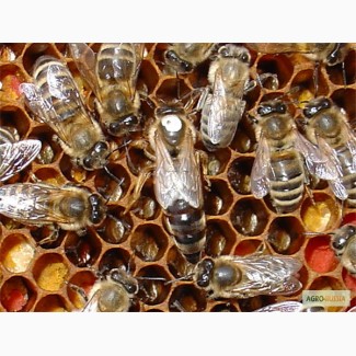 Пчеломатки карпатка из закарпатья - Мукачево