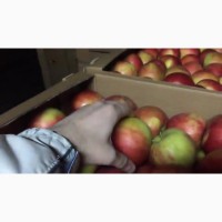 Сладкие яблоки оптом со склада в Иркутске