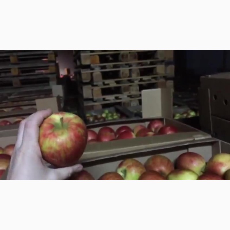 Фото 3. Сладкие яблоки оптом со склада в Иркутске