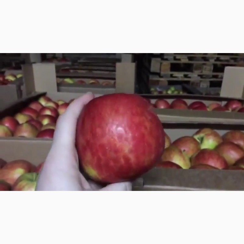 Фото 5. Сладкие яблоки оптом со склада в Иркутске