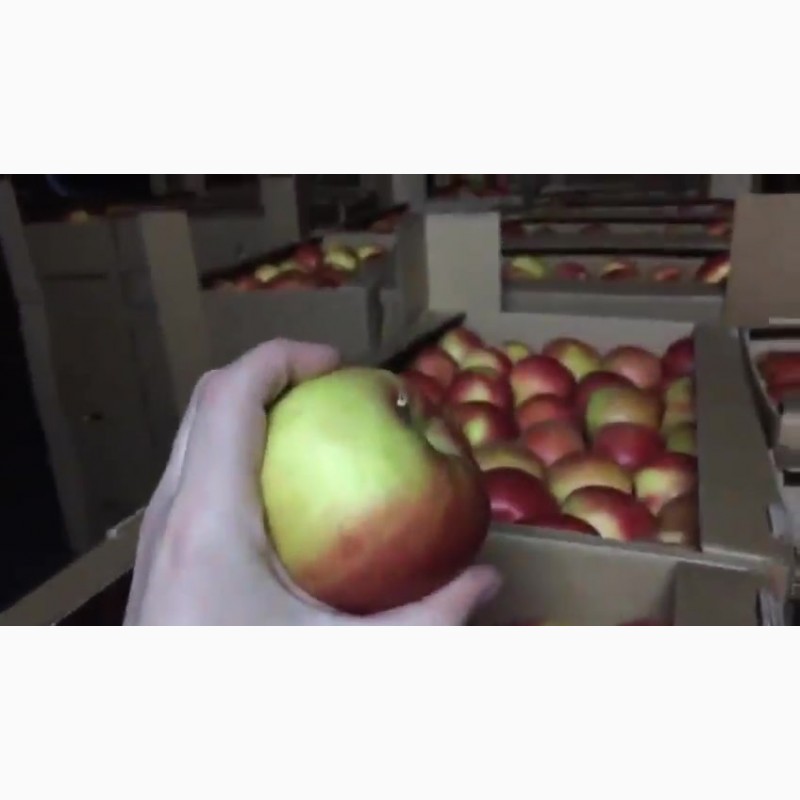 Фото 6. Сладкие яблоки оптом со склада в Иркутске