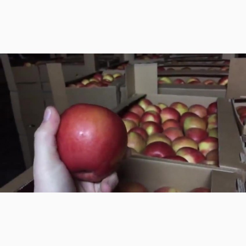 Фото 7. Сладкие яблоки оптом со склада в Иркутске