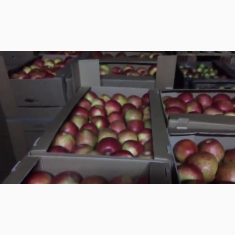 Фото 8. Сладкие яблоки оптом со склада в Иркутске