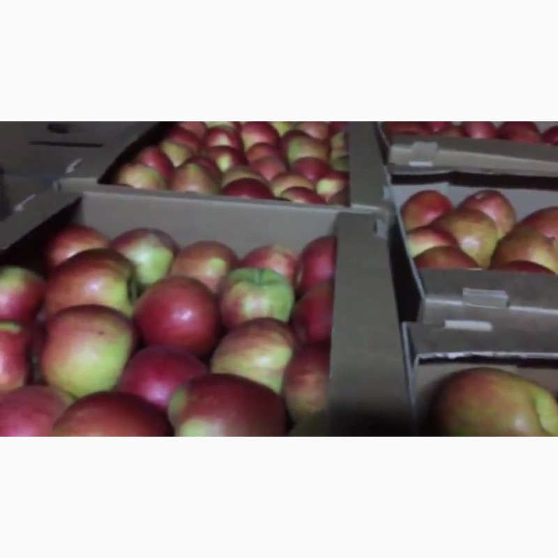 Фото 9. Сладкие яблоки оптом со склада в Иркутске