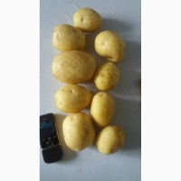Картофель оптом от прямого поставщика из Беларуси